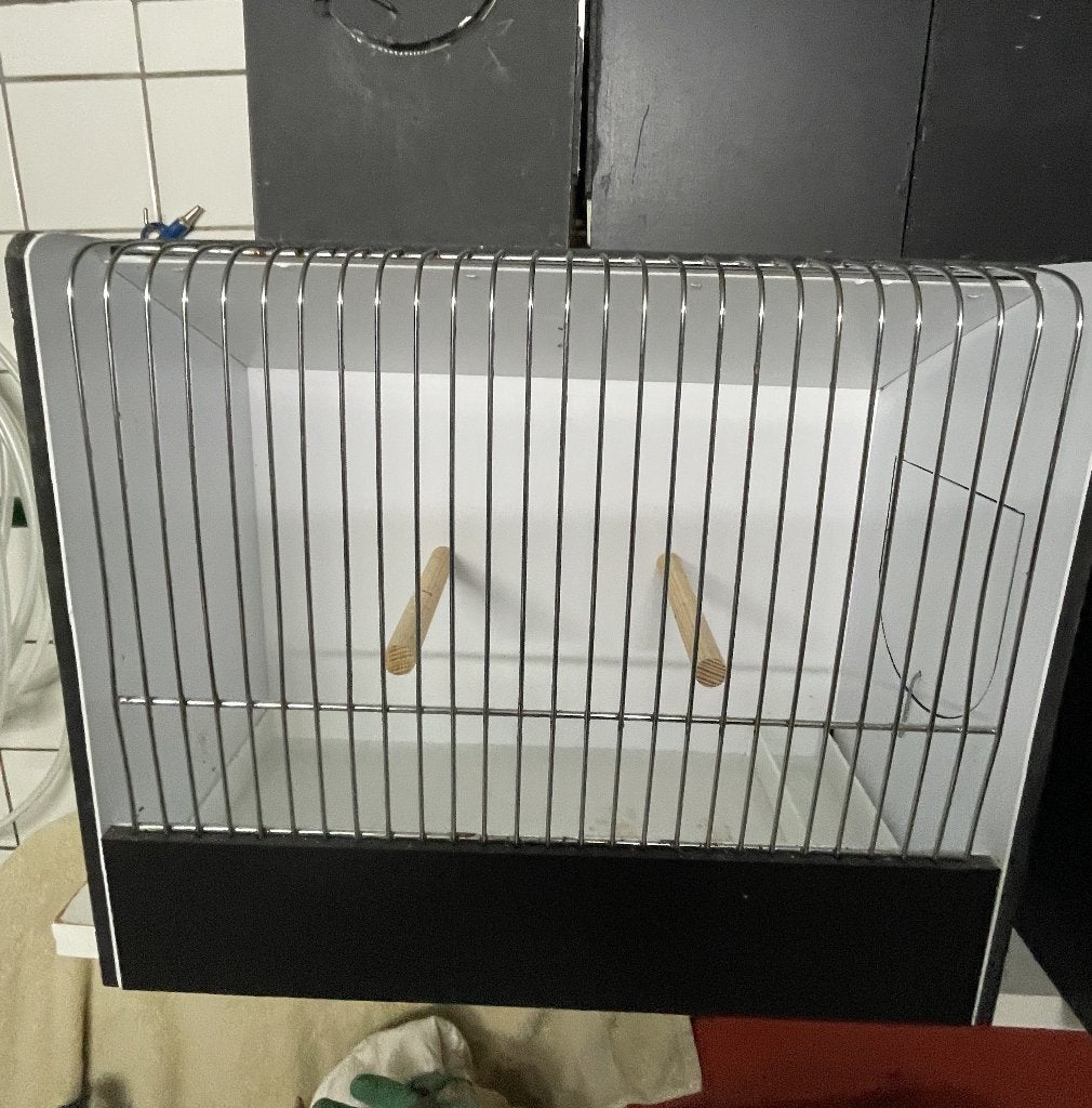 tt kooien  kanarie, Dieren en Toebehoren, Kleurkanarie