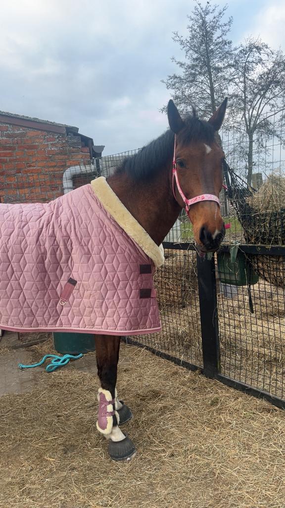 Opzoek naar een maatje, Dieren en Toebehoren, Paarden
