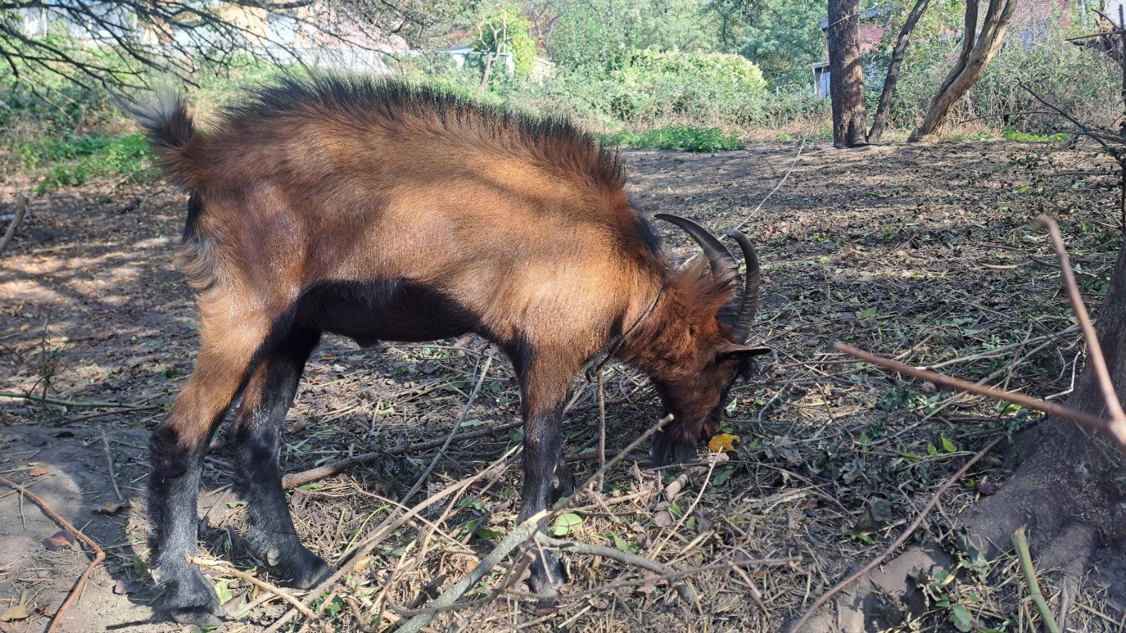 bouc familier,  costaud, Ophalen