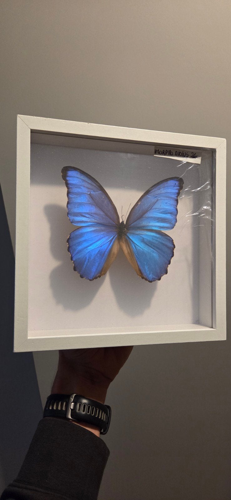 morpho didius, Ophalen