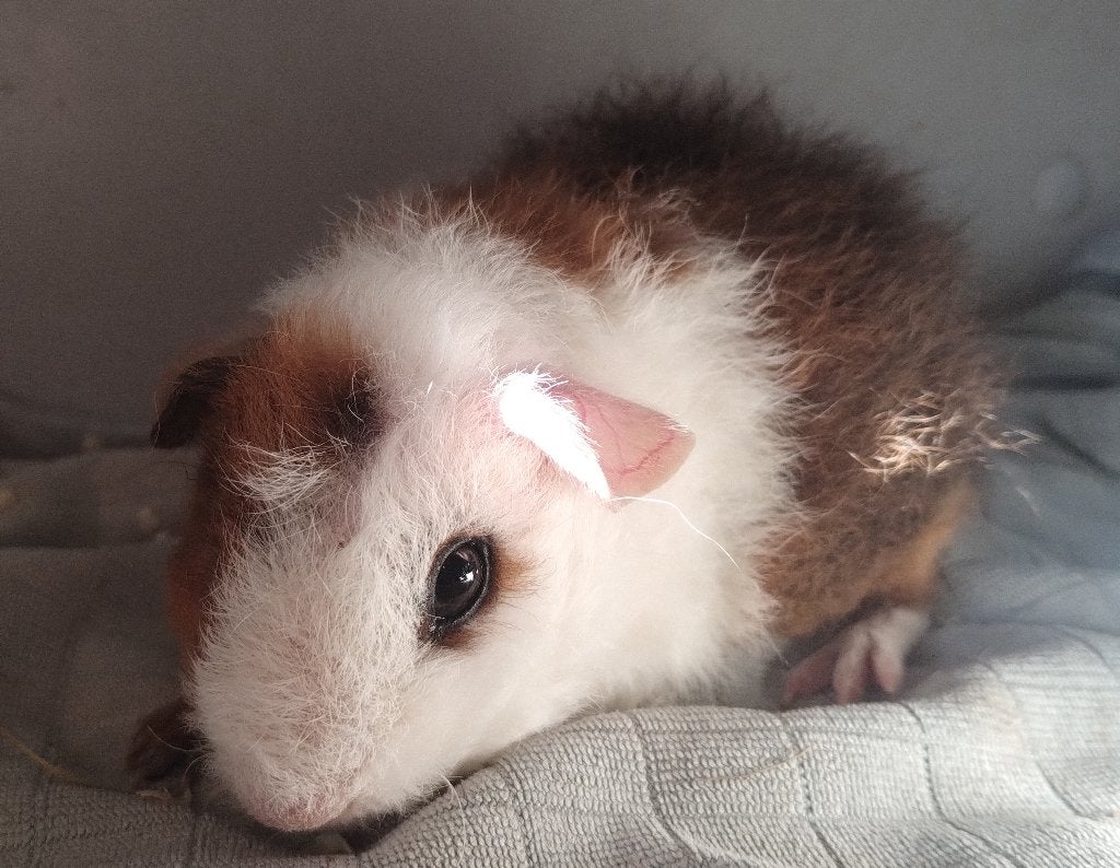 Rex zeugje, Animaux & Accessoires, Septembre, Femelle, Cobaye