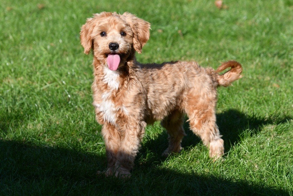 Maltipoo dekreu, Dieren en Toebehoren, Reu, 1 tot 2 jaar, Buitenland, CDV (hondenziekte)