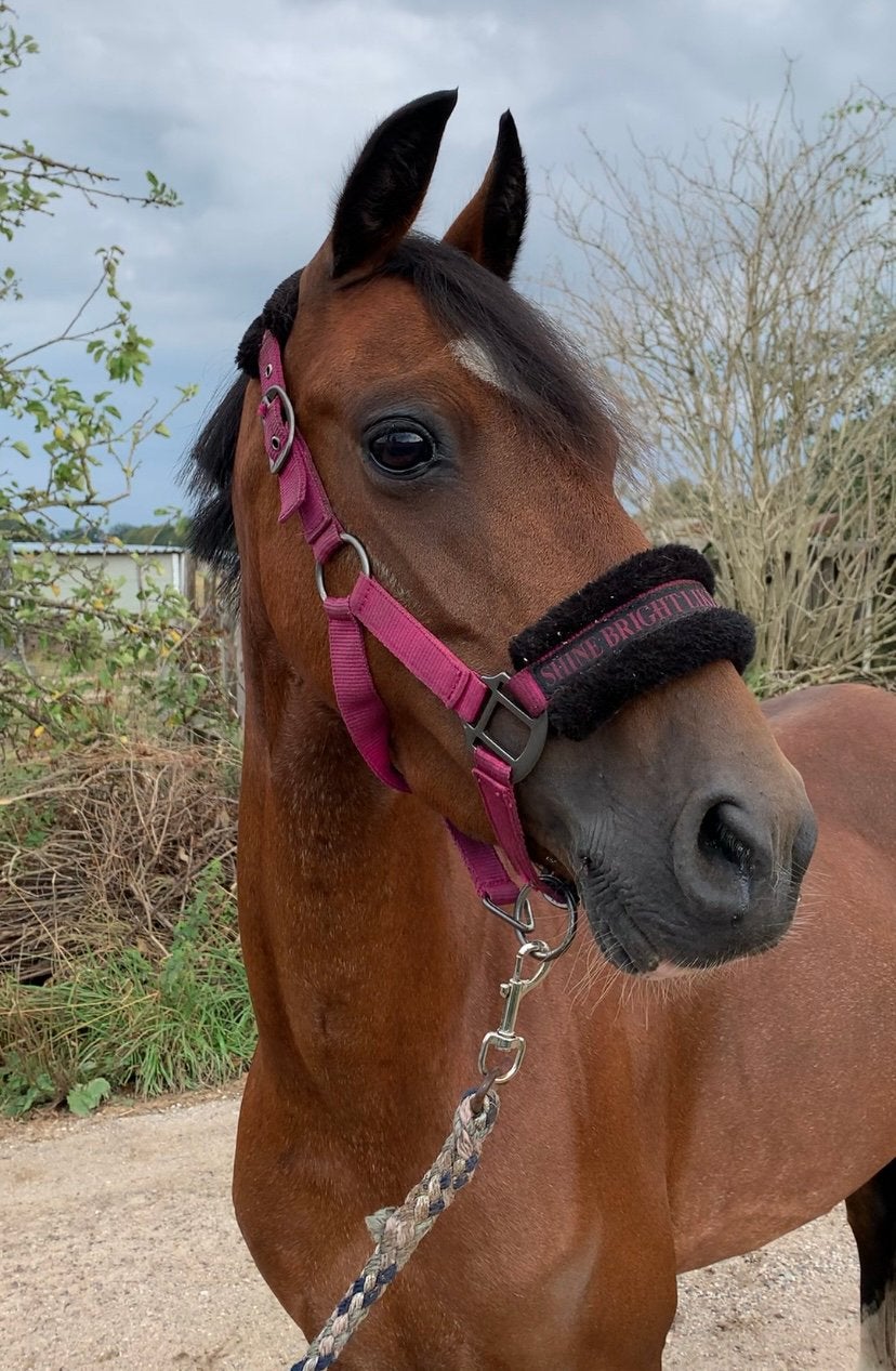 Bomproof betuigde grote Bpony!!, Animaux & Accessoires, Poneys, Avec pedigree, Poney B (1.17 m à 1.27 m), Poney d'attelage, L