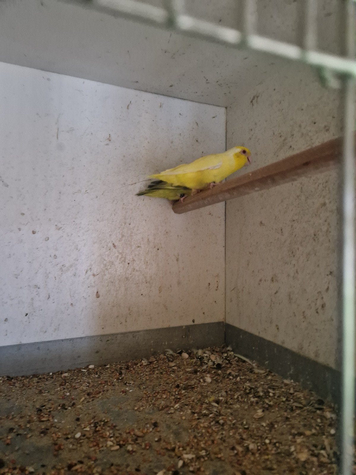 Koppel forpussen, Dieren en Toebehoren