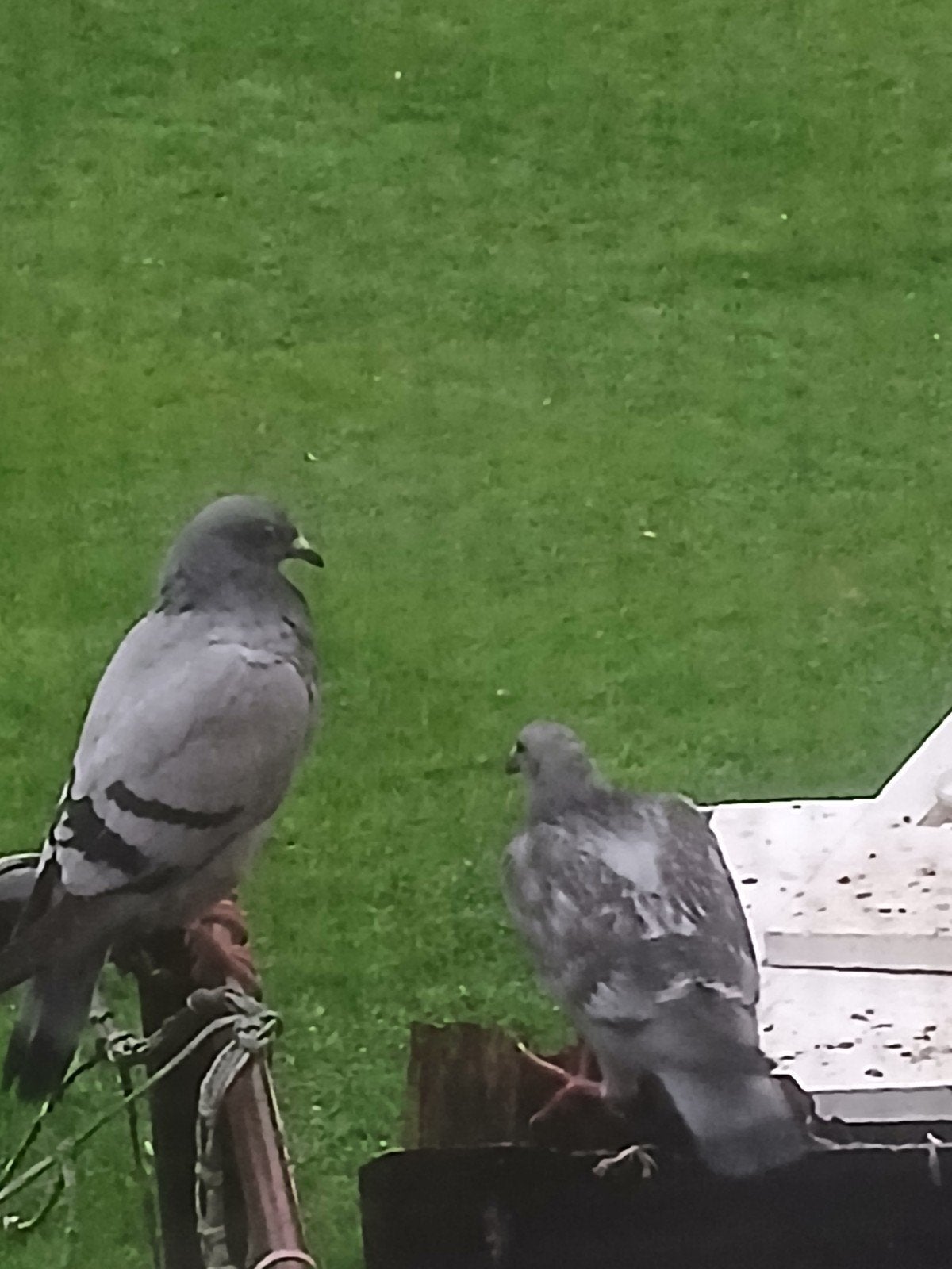 jonge duiven -1 jaar te koop, Dieren en Toebehoren, Meerdere dieren, Tropenvogel, Tam