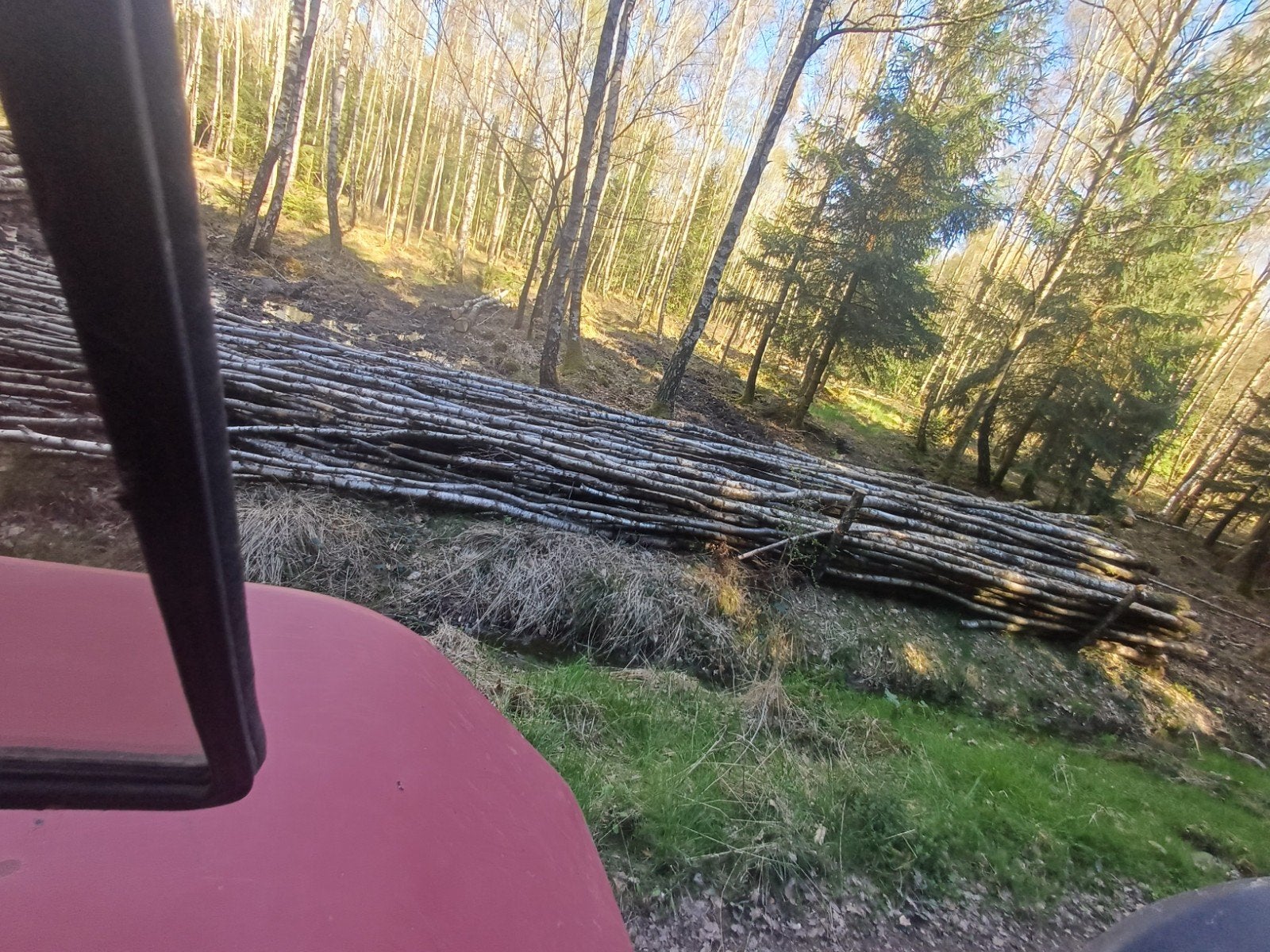bois de chauffage, 6 m³ ou plus, Enlèvement, Bouleau, Troncs d'arbres