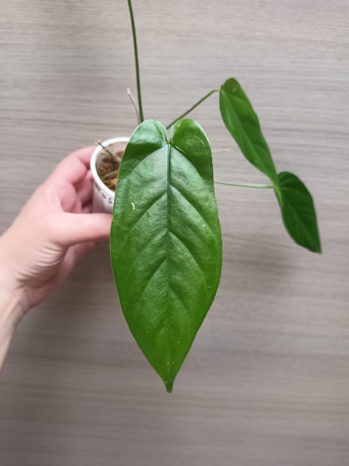 Anthurium pandurilaminum x, Ophalen of Verzenden