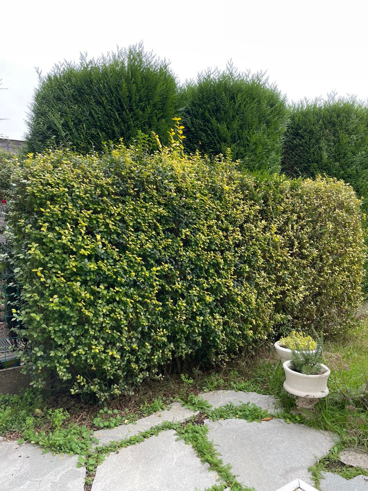 GRATIS Liguster haag twee stuks, Jardin & Terrasse, Enlèvement, Troène, Haie