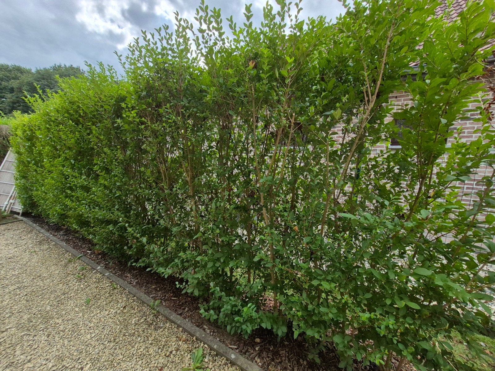 Liguster haag, Tuin en Terras, Planten | Struiken en Hagen, Ophalen, Liguster, Haag
