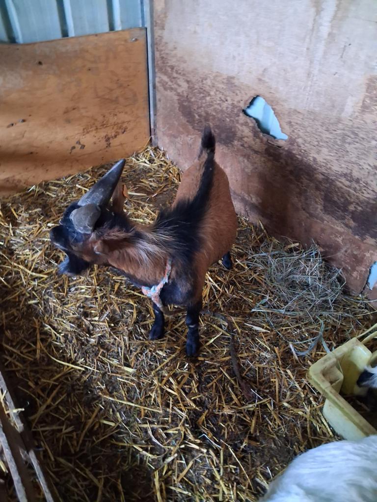 Geite rammen te koop, Dieren en Toebehoren, Schapen, Geiten en Varkens