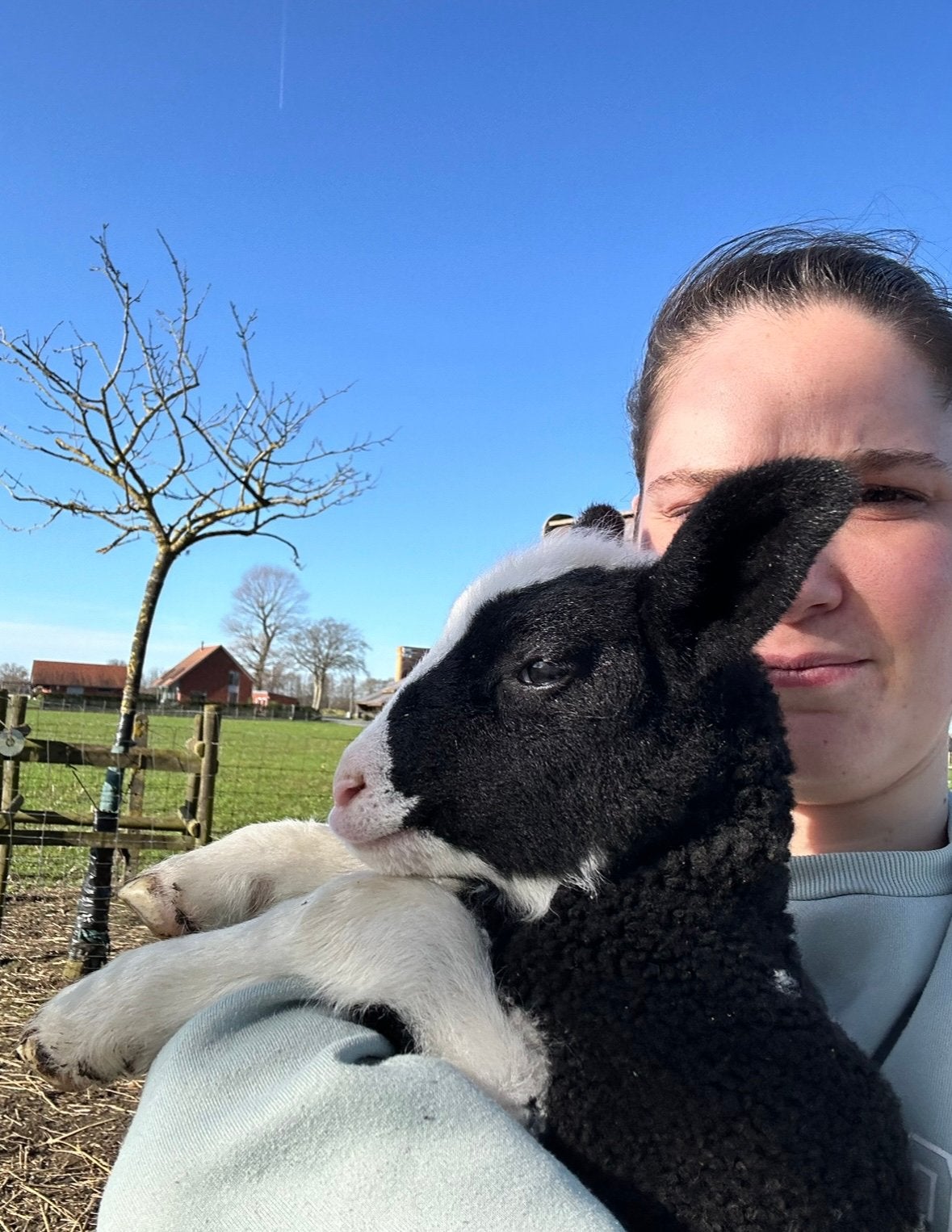 Baggerbonte ooi, Schaap