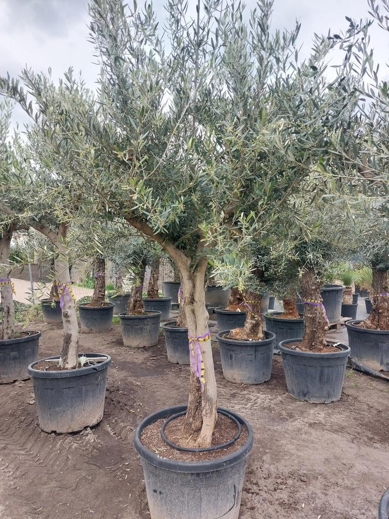 Mooie vertakte olijfbomen, Tuin en Terras, Planten | Bomen, Ophalen