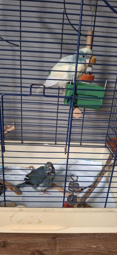Handtamme kakariki's, Dieren en Toebehoren