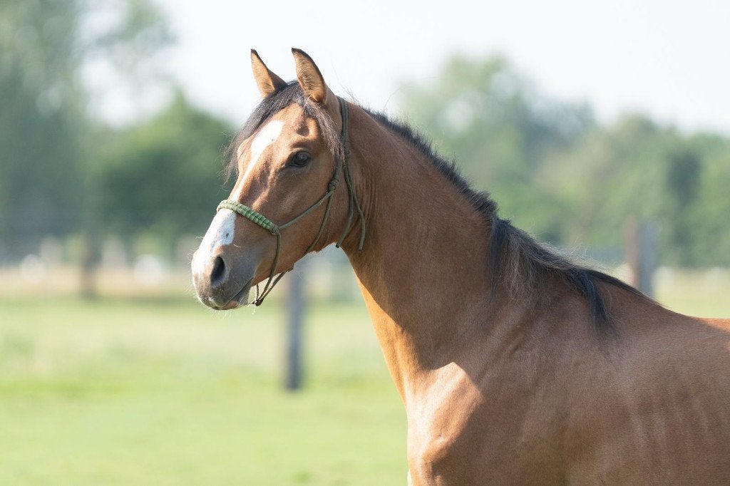 2 jarige D pony's ruin, Hongre, Avec pedigree, 0 à 2 ans, Non dressé