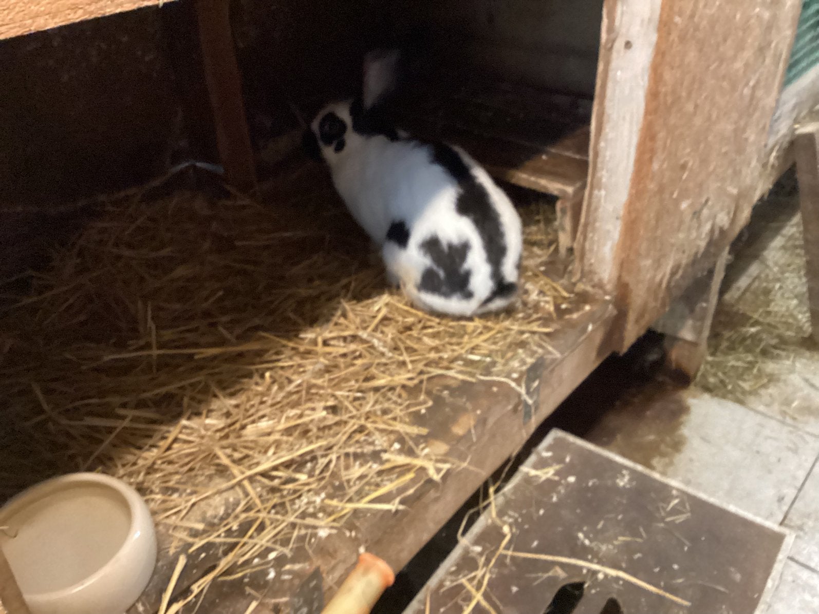 Reuzevlinders, Dieren en Toebehoren, Vrouwelijk, Groot, 0 tot 2 jaar