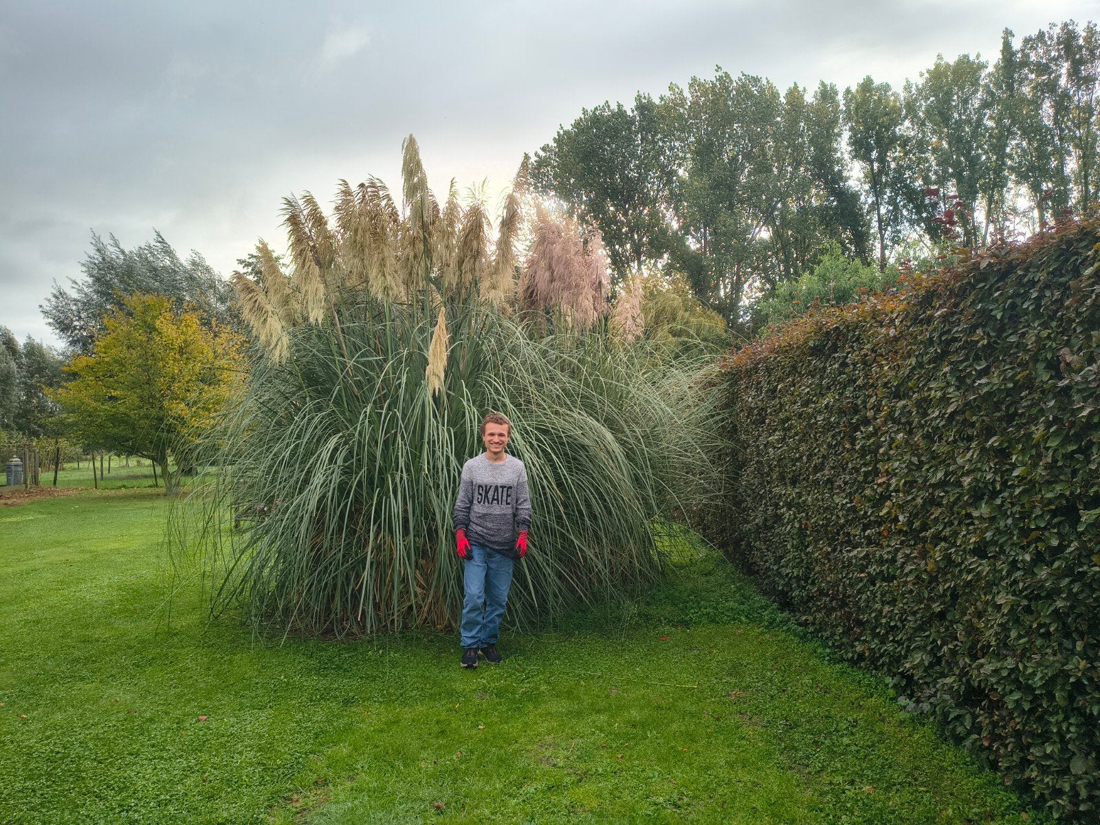 Opruiming Tuin - Verwijderen planten - Snoeien, Ophalen
