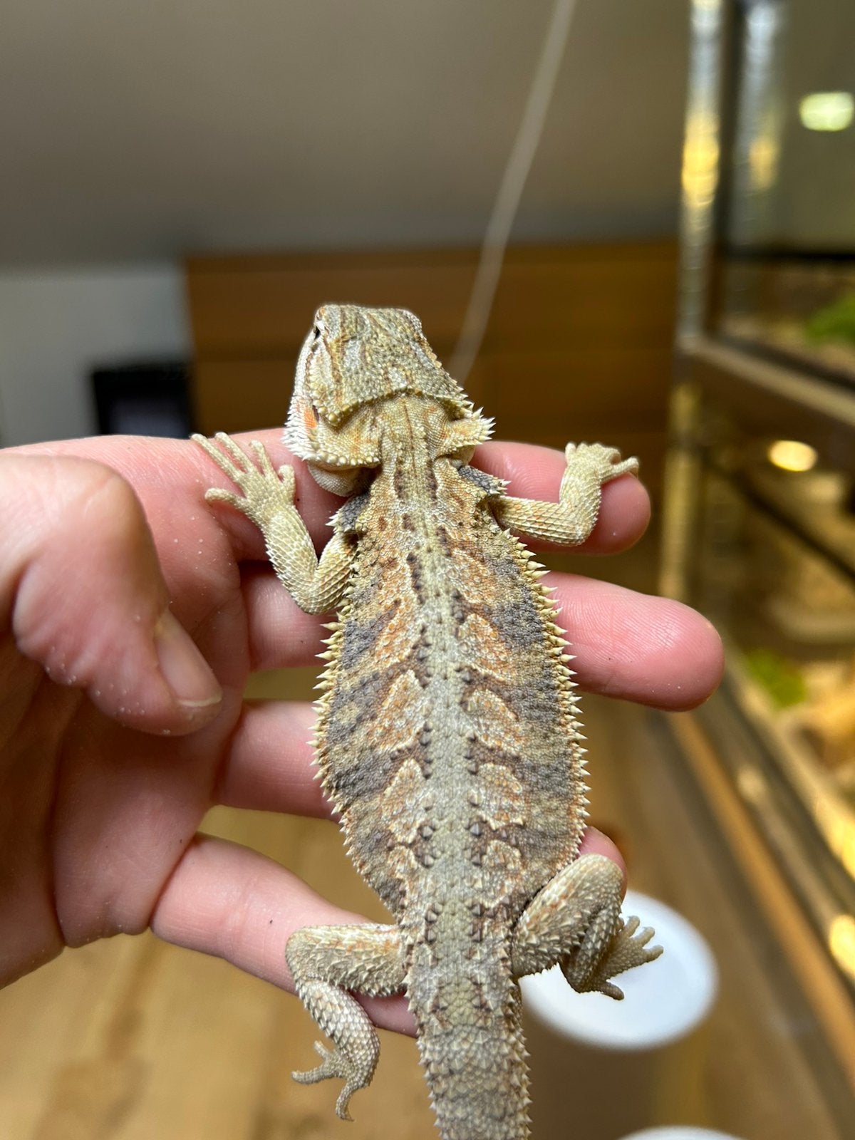 Hypo citrus orange tangerine partial trans, Dieren en Toebehoren, Hagedis, Tam, 0 tot 2 jaar