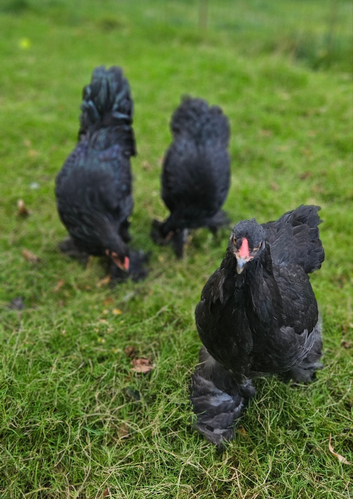 trio de Brahmas noirs