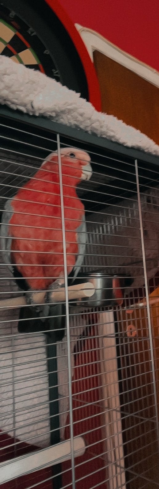 Roze kaketoe te koop, Dieren en Toebehoren, Vogels | Parkieten en Papegaaien, Mannelijk, Papegaai, Geringd