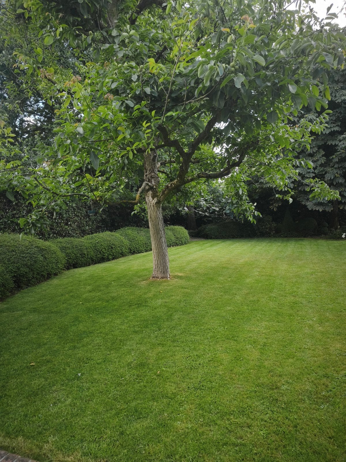 Tuinonderhoud, Tuin en Terras, Planten | Bomen, Ophalen