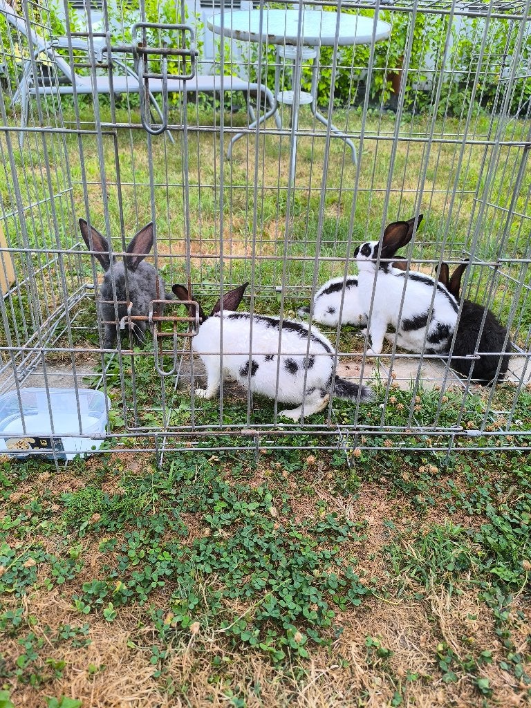 lapins, Sexe inconnu, Taille moyenne, 0 à 2 ans