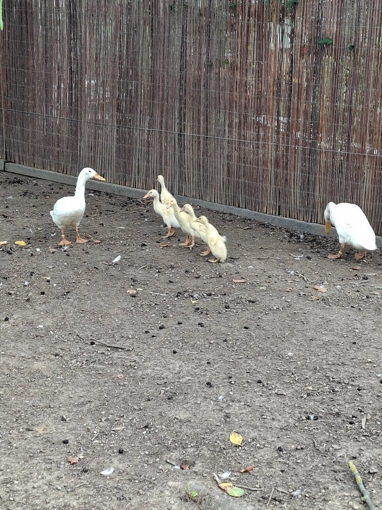 Witte loopeendjes., Dieren en Toebehoren, Meerdere dieren, Eend