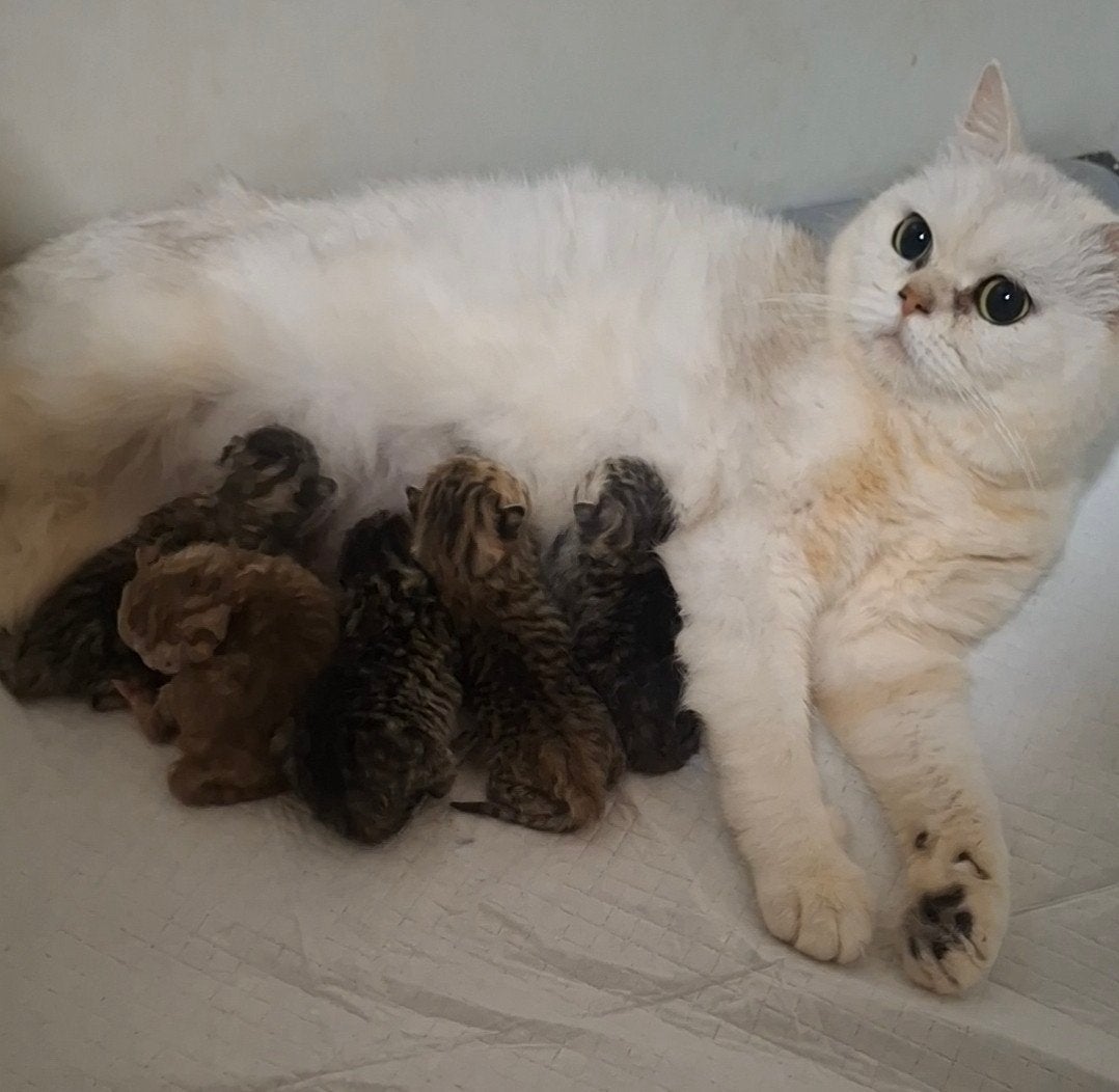 britse korthaar kittens, Dieren en Toebehoren, Katten en Kittens | Raskatten | Korthaar, Meerdere dieren, Ontwormd, 0 tot 2 jaar