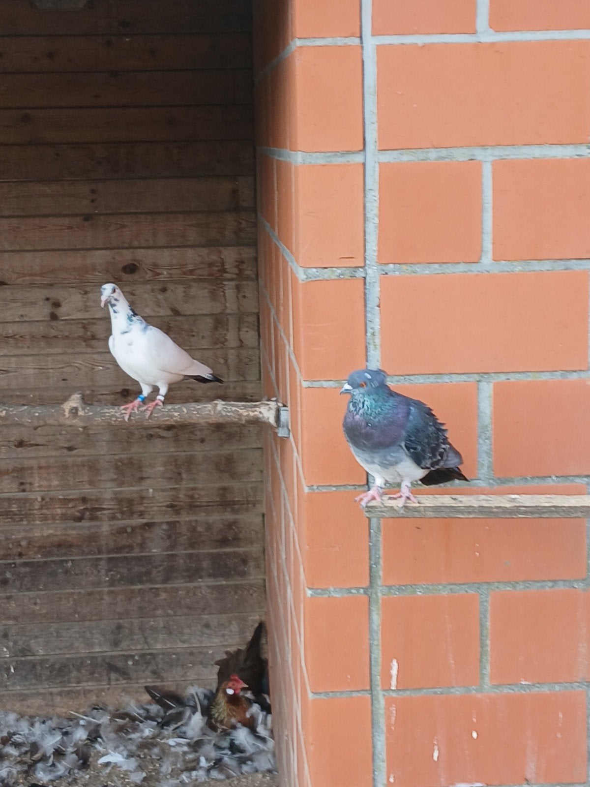 3 duiven, Dieren en Toebehoren