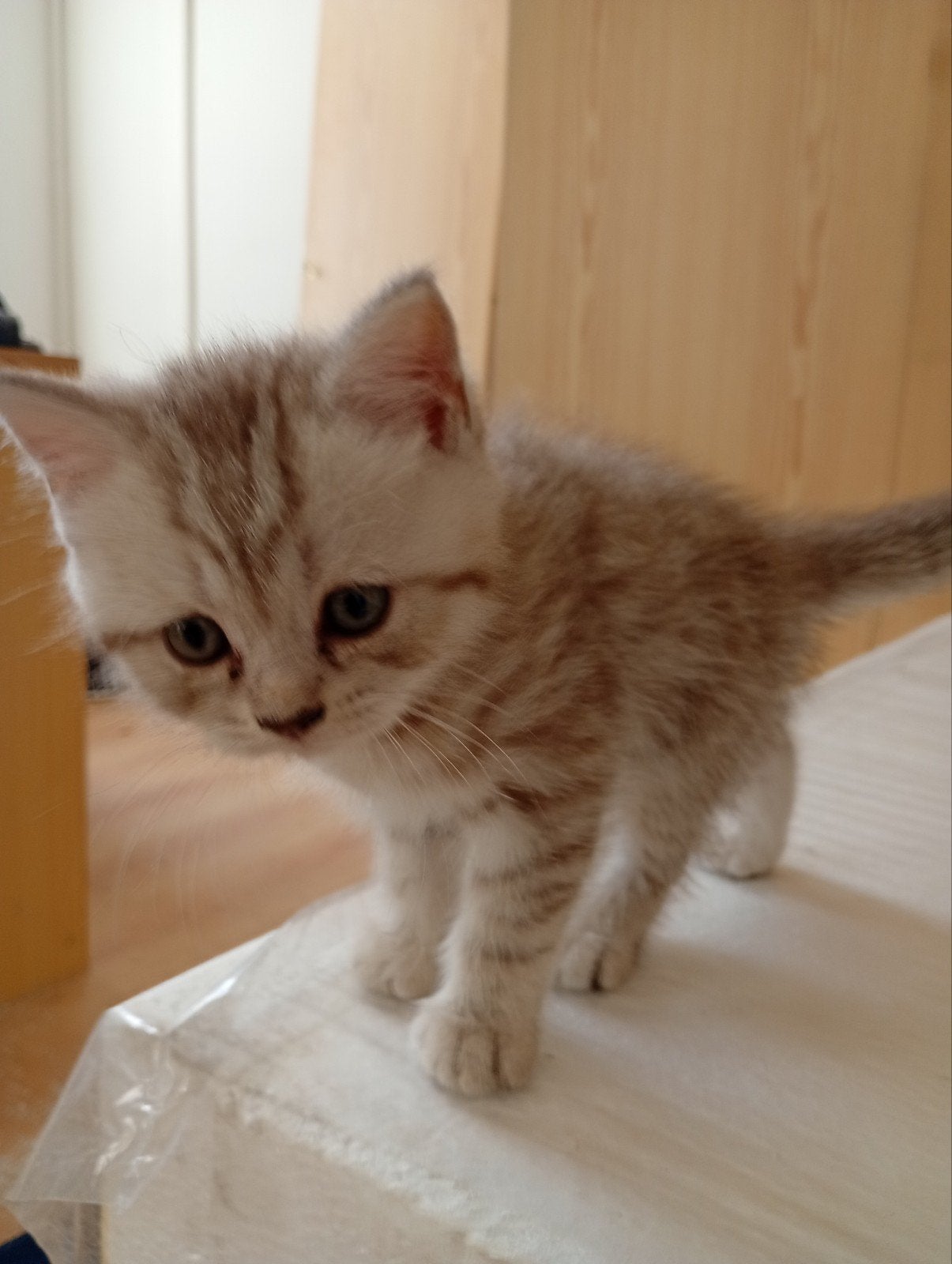 Kittens Brits korthaar te koop (Oudenaarde), Animaux & Accessoires, Chats & Chatons | Chats de race | Poil ras, Plusieurs animaux