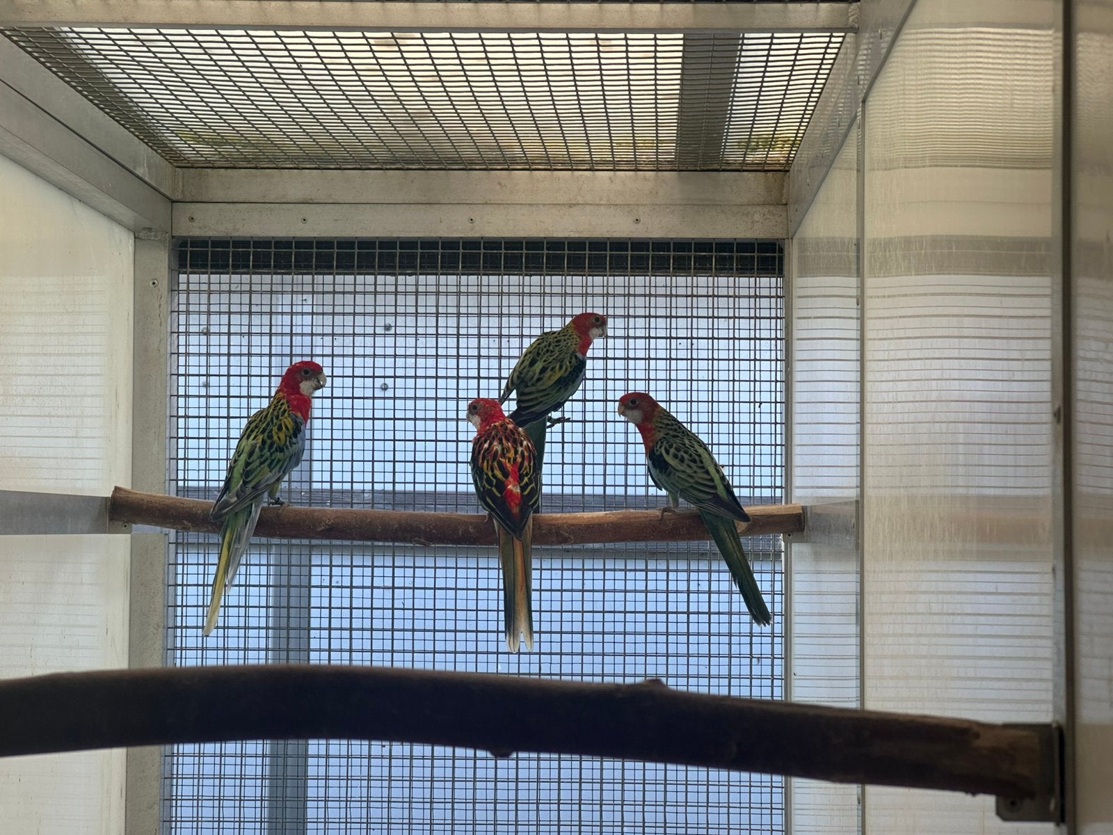 Rosella kweekkoppel, Meerdere dieren, Parkiet, Geringd