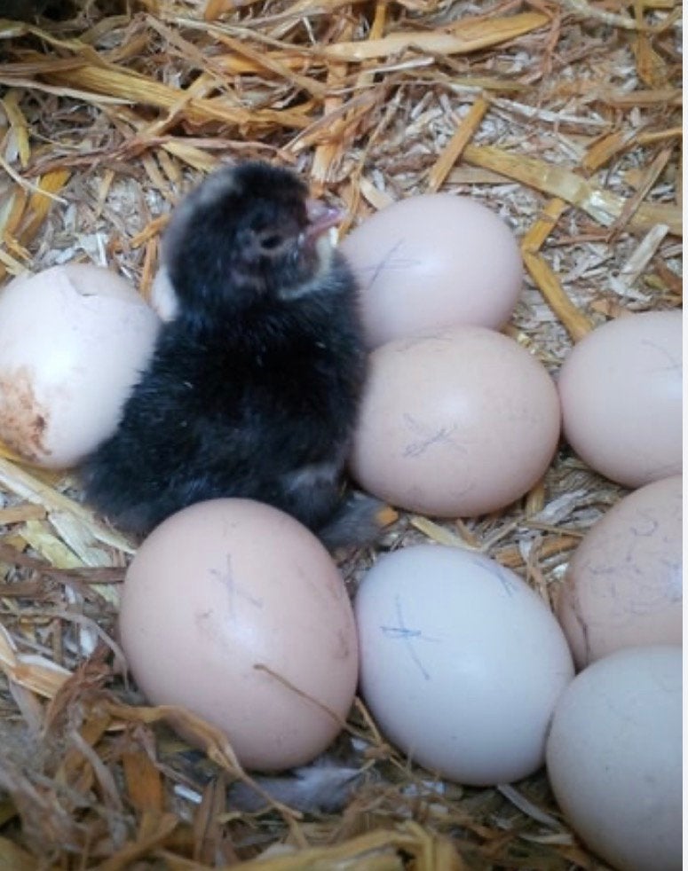 Broedeieren Cochin kriel, Dieren en Toebehoren