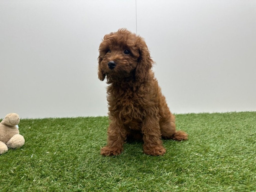 Abrikoos Dwerg Poedel pups, Poedel, België, 8 tot 15 weken, Parvo