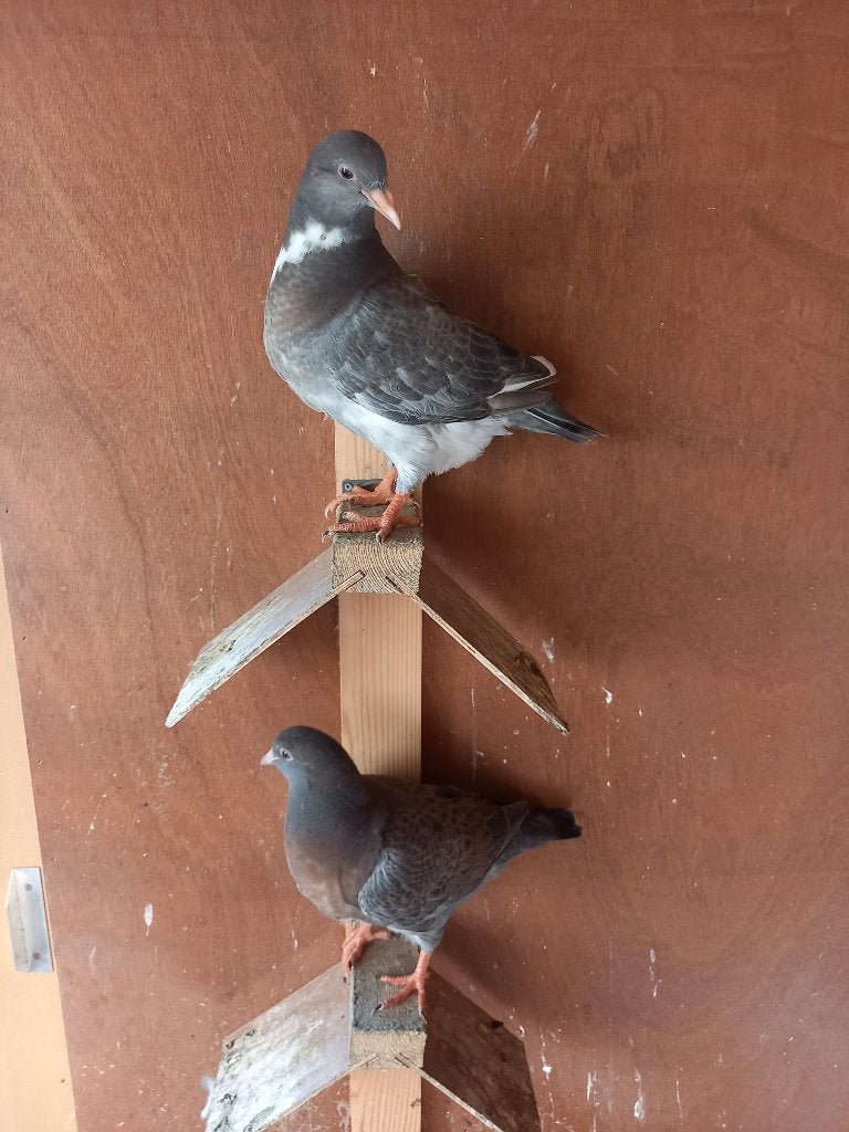 Jonge franse vleesduiven te koop, Dieren en Toebehoren, Vogels | Duiven, Geslacht onbekend, Overige soorten