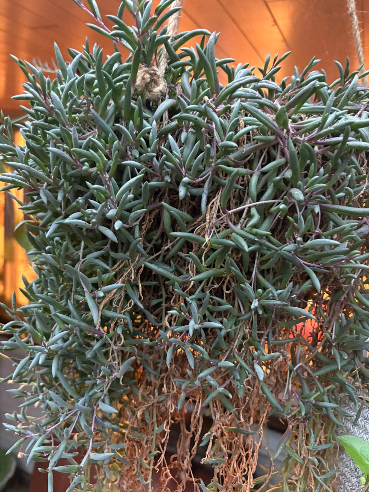 Prachtige grote vetplant, Jardin & Terrasse, Plantes | Arbustes & Haies, Enlèvement