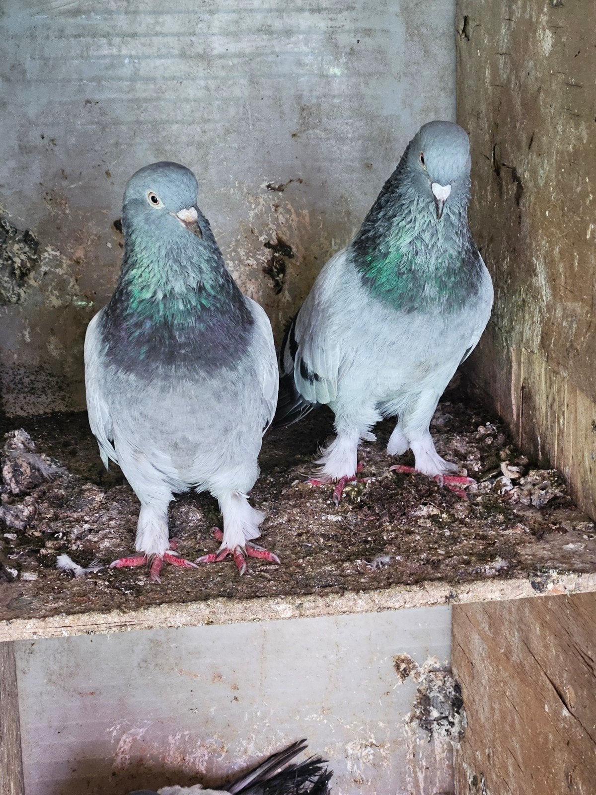 Supertakla Turkse rollers, Animaux & Accessoires