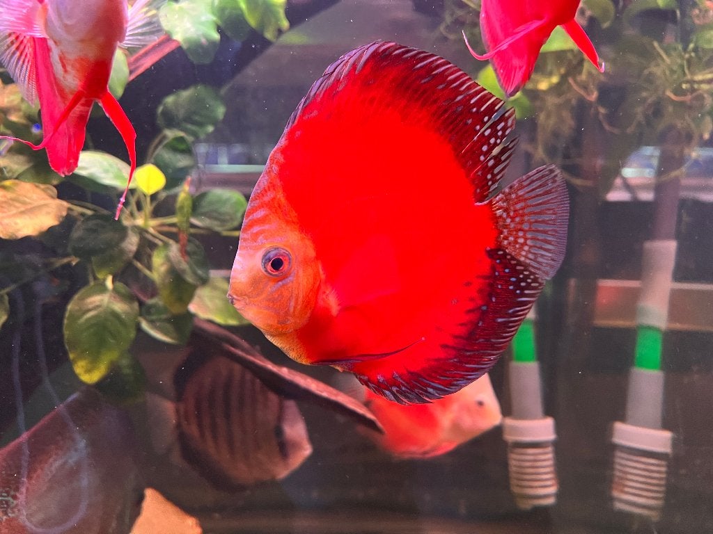 6 Mooie grote Discussen +15cm, Dieren en Toebehoren, Vissen | Aquariumvissen, Vis, Zoetwatervis
