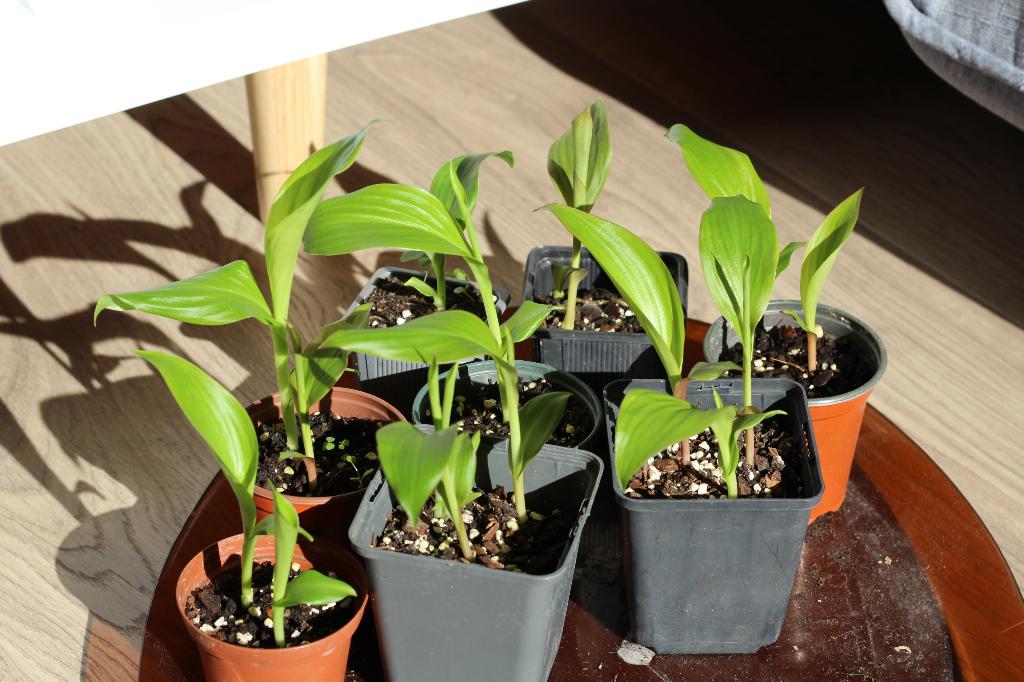 Canna's, Tuin en Terras, Ophalen, Zomer, Volle zon