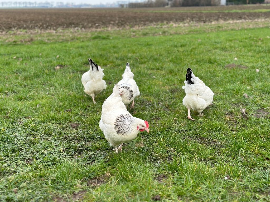 Jonge tamme Sussex kippen gesekst & ingeënt