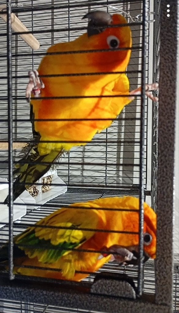 Conure soleil, Sexe inconnu, Perroquet nain ou Inséparable, Domestique