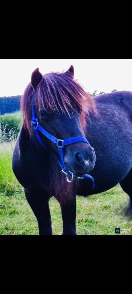 Jument shetland, Animaux & Accessoires, Avec puce électronique, Poney de récréation, Poney A (jusqu'à 1.17 m), Ne s'applique pas