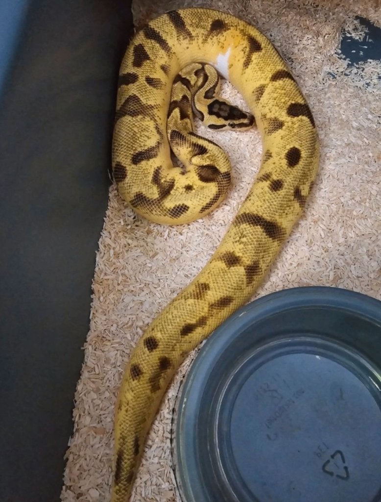 Femelles python reguis, Animaux & Accessoires, Reptiles & Amphibiens, Serpent, 3 à 6 ans