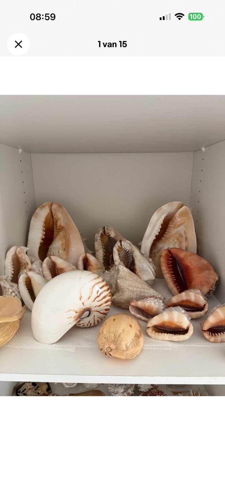 Grote collectie schelpen met data, Ophalen, Schelp(en)