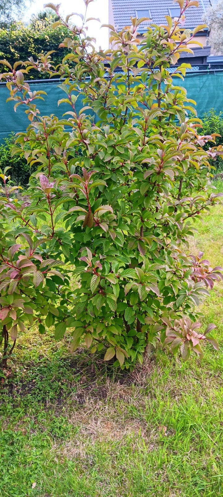 Viburnum botnantense, Tuin en Terras, Ophalen