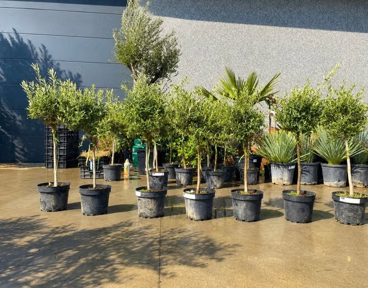 Olijfbomen bij PROMOplant, Tuin en Terras, Planten | Bomen, Olijfboom, Minder dan 100 cm, Volle zon, Zomer, In pot, Ophalen of Verzenden