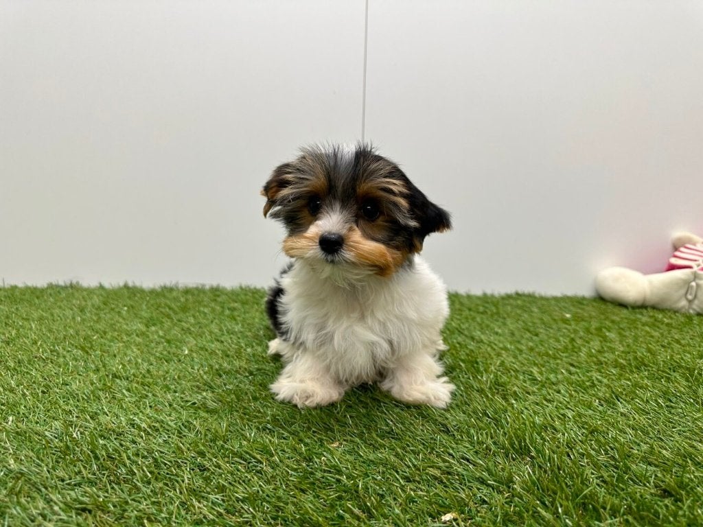 Biewer Yorkshire Terrier pups, Dieren en Toebehoren, Yorkshire Terriër, België, 8 tot 15 weken, Parvo