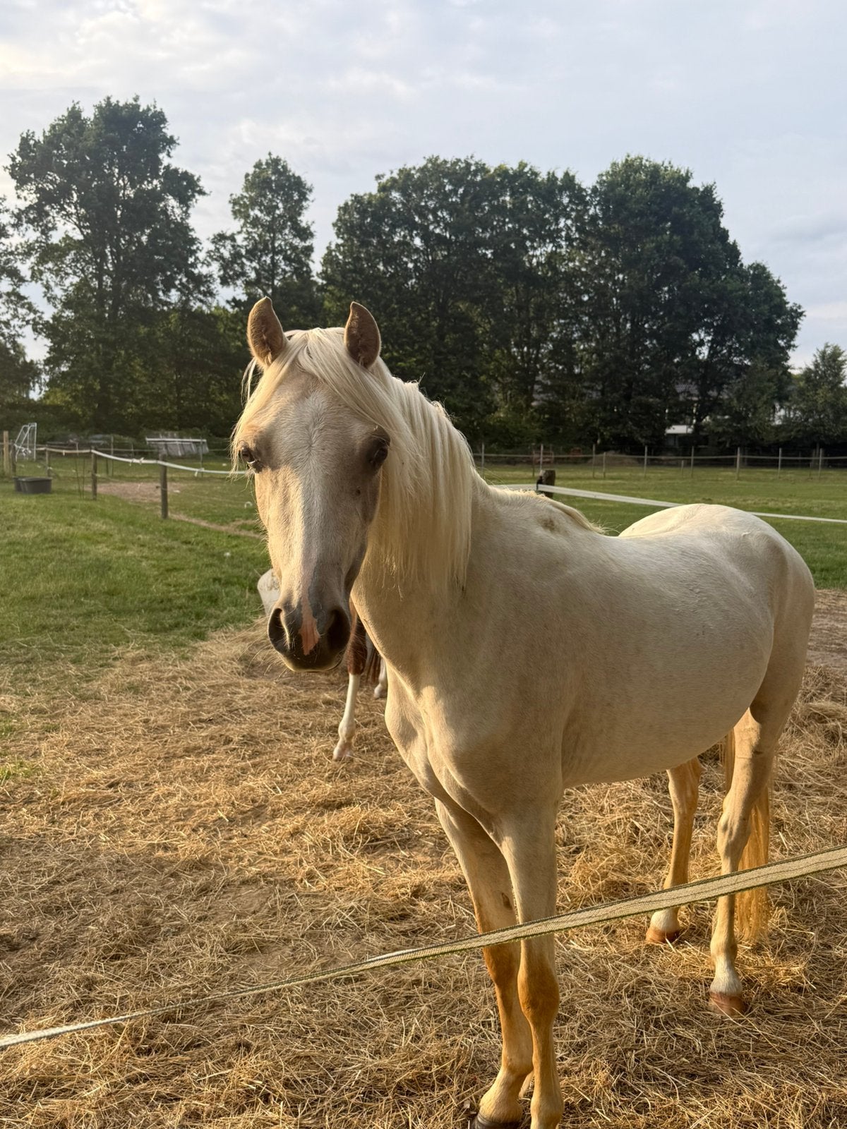Knappe welsh merrie, Animaux & Accessoires, Poneys, Jument, Non dressé