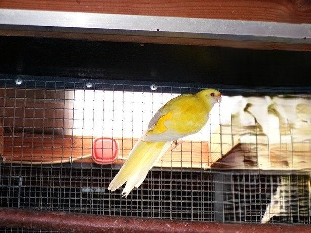 BONTE STROGELE X LUTINO STROGELE, Dieren en Toebehoren, Meerdere dieren, Parkiet, Geringd