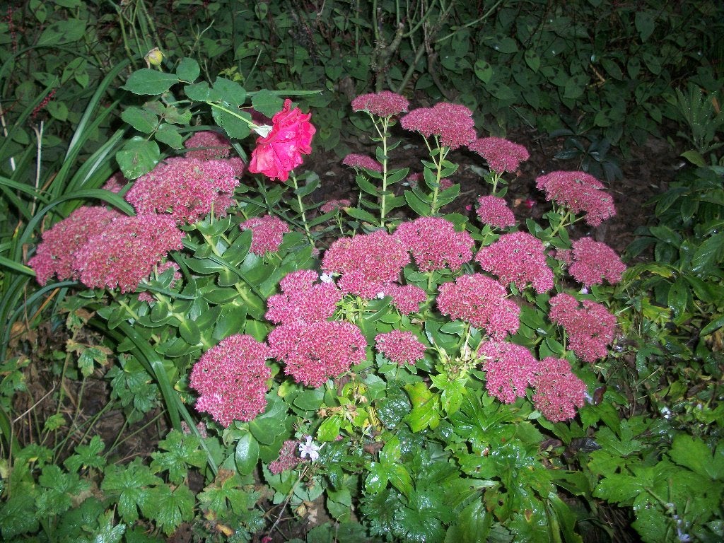 Sedum spectabile of hemelsleutel, Volle zon, Vaste plant, Zomer, Ophalen