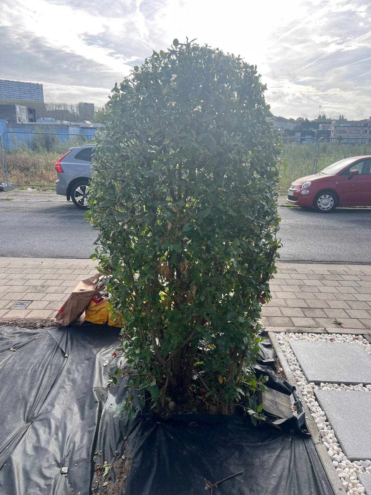 Lonicera nitida, Tuin en Terras, Ophalen, Zomer, Zuilboom, 100 tot 250 cm
