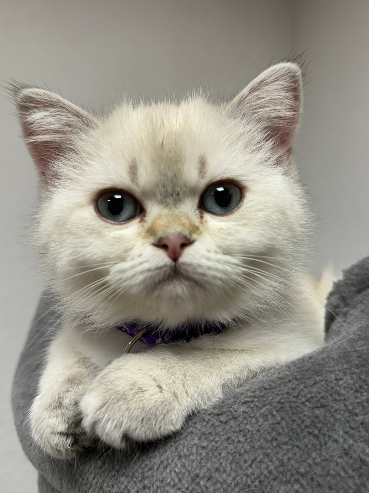 kittens Britse korthaar, Meerdere dieren, Gechipt, 0 tot 2 jaar